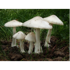 Мицелий Вольвариеллы красивой / Вольвариелла прекрасная (Volvariella speciosa)